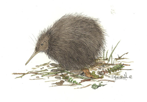 brown kiwi.jpg